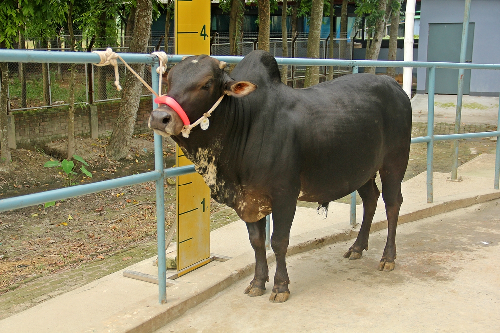 Male - Bull (ষাঁড়)